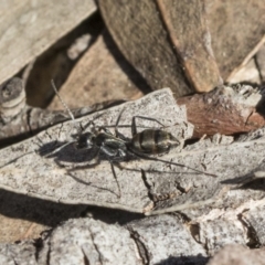 Camponotus aeneopilosus at Bruce, ACT - 11 Sep 2019 02:11 PM