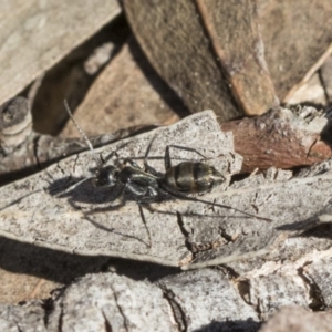 Camponotus sp. (genus) at Bruce, ACT - 11 Sep 2019