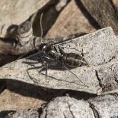 Camponotus aeneopilosus at Bruce, ACT - 11 Sep 2019 02:11 PM