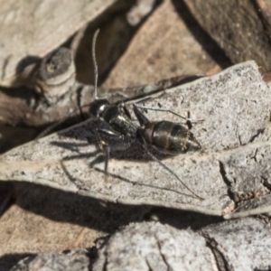 Camponotus aeneopilosus at Bruce, ACT - 11 Sep 2019