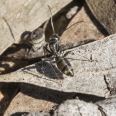 Camponotus sp. (genus) at Bruce, ACT - 11 Sep 2019