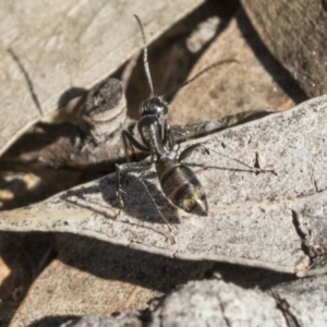 Camponotus aeneopilosus at Bruce, ACT - 11 Sep 2019 02:11 PM