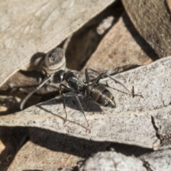 Camponotus sp. (genus) at Bruce, ACT - 11 Sep 2019