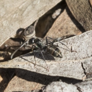 Camponotus aeneopilosus at Bruce, ACT - 11 Sep 2019