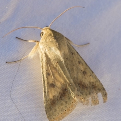 Helicoverpa (genus) (A bollworm) at Higgins, ACT - 11 Sep 2019 by AlisonMilton