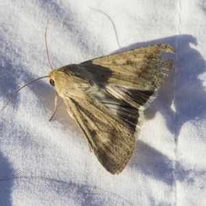 Helicoverpa (genus) at Higgins, ACT - 11 Sep 2019