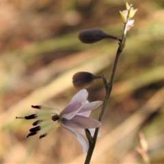 Arthropodium milleflorum (Vanilla Lily) at Brindabella National Park - 25 Dec 2019 by JohnBundock