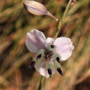 Arthropodium milleflorum at Uriarra, NSW - 26 Dec 2019