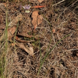 Arthropodium milleflorum at Uriarra, NSW - 26 Dec 2019