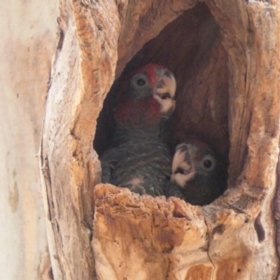 Callocephalon fimbriatum (Gang-gang Cockatoo) at Hughes Grassy Woodland - 28 Dec 2019 by TomT