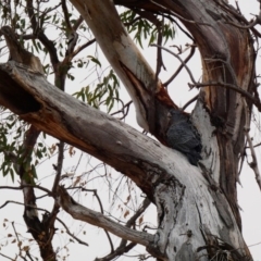 Callocephalon fimbriatum at Hughes, ACT - suppressed