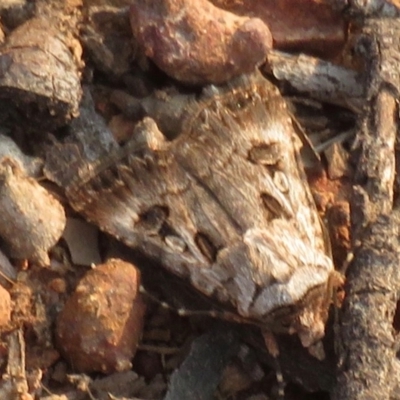 Agrotis munda (Brown Cutworm) at Curtin, ACT - 25 Dec 2019 by RobParnell