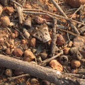 Agrotis munda at Curtin, ACT - 25 Dec 2019 06:28 PM