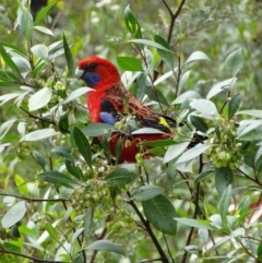 Platycercus elegans (Crimson Rosella) at Wingecarribee Local Government Area - 3 Nov 2017 by JanHartog