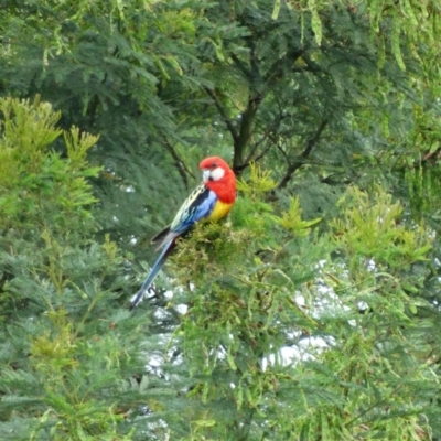 Platycercus eximius (Eastern Rosella) at Alpine, NSW - 17 Nov 2017 by JanHartog