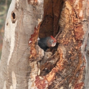 Callocephalon fimbriatum at Deakin, ACT - suppressed