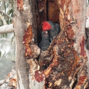 Callocephalon fimbriatum at Deakin, ACT - suppressed