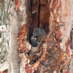 Callocephalon fimbriatum at Deakin, ACT - suppressed