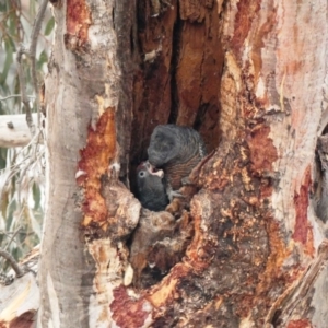 Callocephalon fimbriatum at Deakin, ACT - suppressed