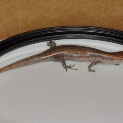 Lampropholis delicata (Delicate Skink) at Kambah, ACT - 29 Dec 2019 by Marthijn