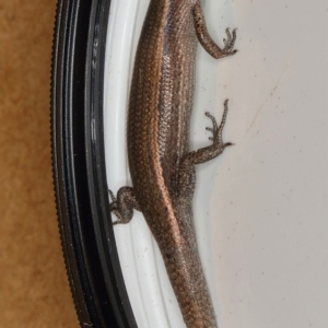 Lampropholis delicata at Kambah, ACT - 29 Dec 2019 11:40 AM