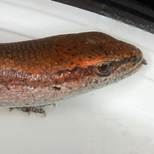 Lampropholis delicata at Kambah, ACT - 29 Dec 2019 11:40 AM