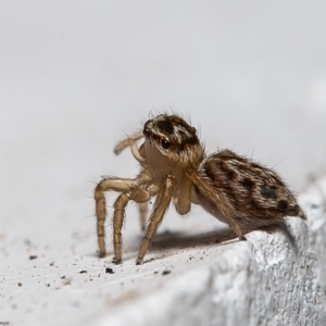 Maratus griseus at Macgregor, ACT - 29 Dec 2019 12:49 PM