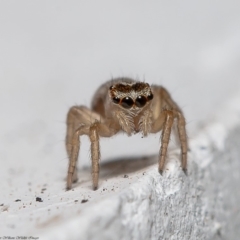 Maratus griseus at Macgregor, ACT - 29 Dec 2019 12:49 PM