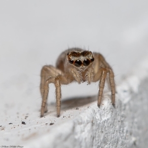 Maratus griseus at Macgregor, ACT - 29 Dec 2019