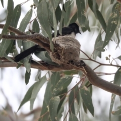 Rhipidura leucophrys (Willie Wagtail) at Higgins, ACT - 29 Dec 2019 by AlisonMilton