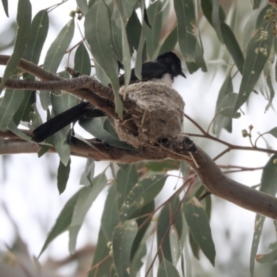 Rhipidura leucophrys (Willie Wagtail) at Higgins, ACT - 28 Dec 2019 by AlisonMilton