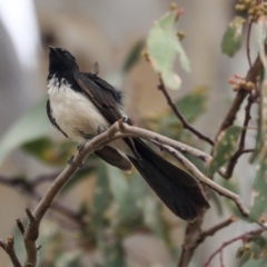 Rhipidura leucophrys at Higgins, ACT - 29 Dec 2019