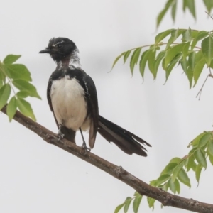 Rhipidura leucophrys at Higgins, ACT - 29 Dec 2019