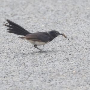 Rhipidura leucophrys at Higgins, ACT - 29 Dec 2019