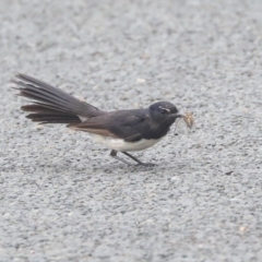 Rhipidura leucophrys at Higgins, ACT - 29 Dec 2019