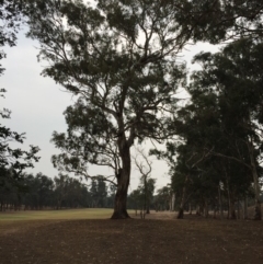 Callocephalon fimbriatum at Red Hill, ACT - suppressed