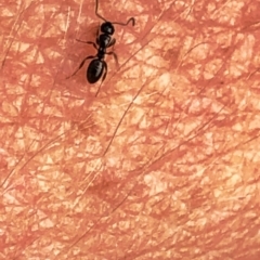 Stigmacros sp. (genus) (An Ant) at Aranda, ACT - 22 Dec 2019 by Jubeyjubes