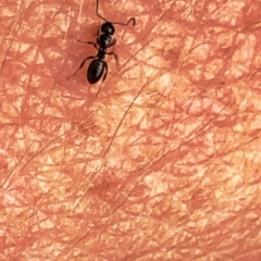 Stigmacros sp. (genus) (An Ant) at Aranda, ACT - 22 Dec 2019 by Jubeyjubes