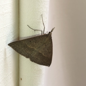 Epidesmia hypenaria at Aranda, ACT - 22 Dec 2019 11:12 AM