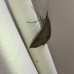 Epidesmia hypenaria at Aranda, ACT - 22 Dec 2019 11:12 AM