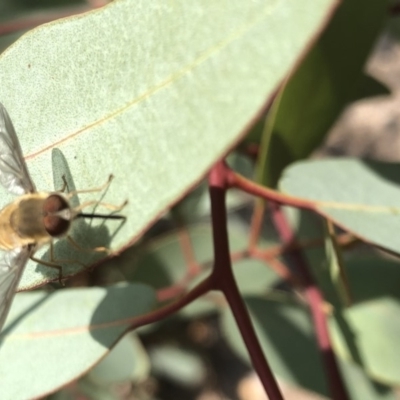Trichophthalma sp. (genus) (Tangle-vein fly) at Aranda, ACT - 22 Dec 2019 by Jubeyjubes