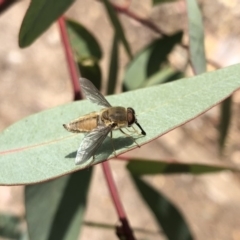 Trichophthalma sp. (genus) at Aranda, ACT - 22 Dec 2019 11:41 AM