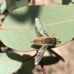 Trichophthalma sp. (genus) at Aranda, ACT - 22 Dec 2019