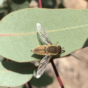 Trichophthalma sp. (genus) at Aranda, ACT - 22 Dec 2019 11:41 AM