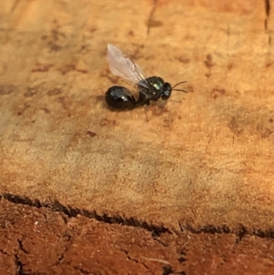 Eucharitidae (family) (Unidentified ant-parasite wasp) at Aranda, ACT - 23 Dec 2019 by Jubeyjubes
