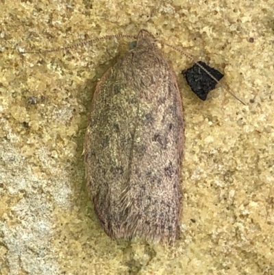 Garrha (genus) (A concealer moth) at Aranda, ACT - 23 Dec 2019 by Jubeyjubes