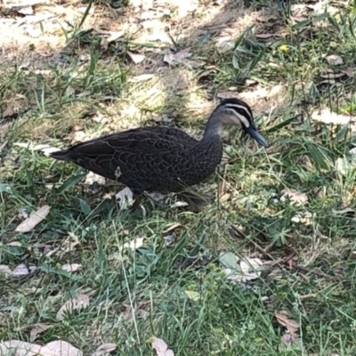 Anas superciliosa (Pacific Black Duck) at Kosciuszko National Park - 25 Dec 2019 by Jubeyjubes