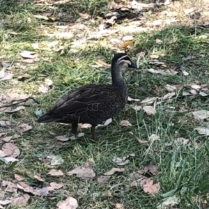 Anas superciliosa at Geehi, NSW - 25 Dec 2019