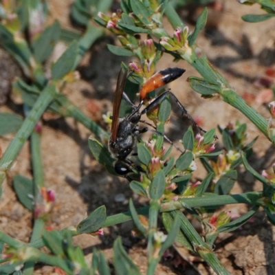 Podalonia tydei (Caterpillar-hunter wasp) at Jerrabomberra Wetlands - 26 Dec 2019 by DPRees125