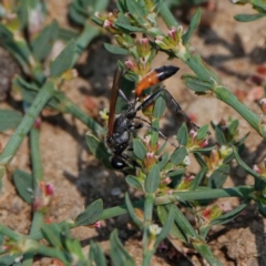 Podalonia tydei (Caterpillar-hunter wasp) at Fyshwick, ACT - 26 Dec 2019 by DPRees125